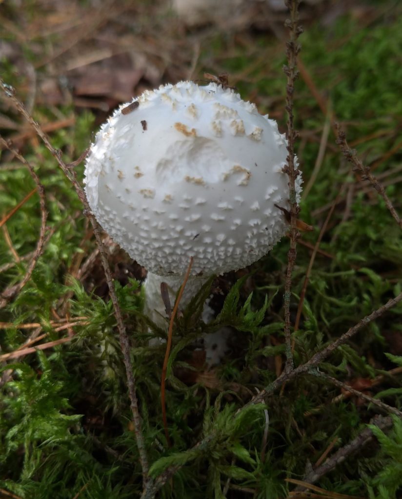 Amanita bisporigera.