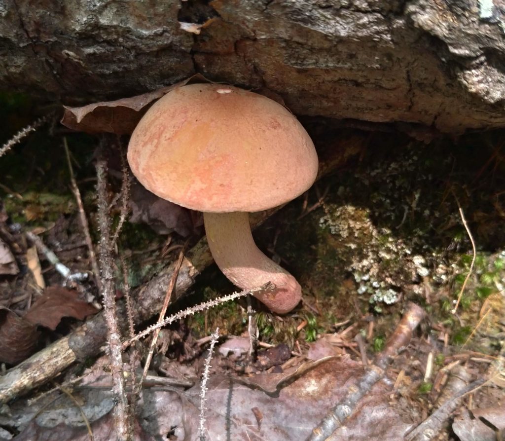 pink bolete