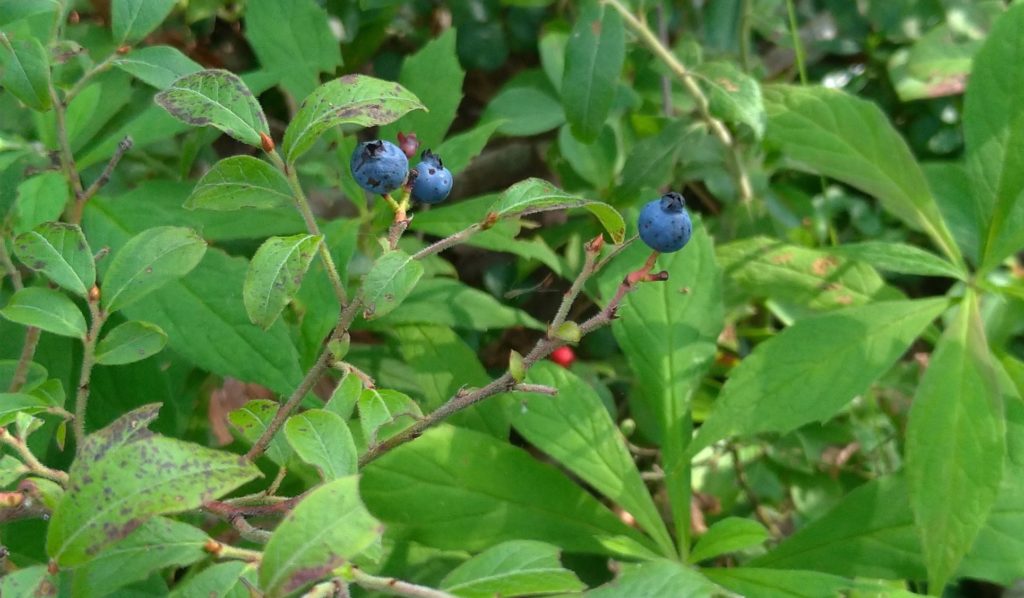 wild blueberries