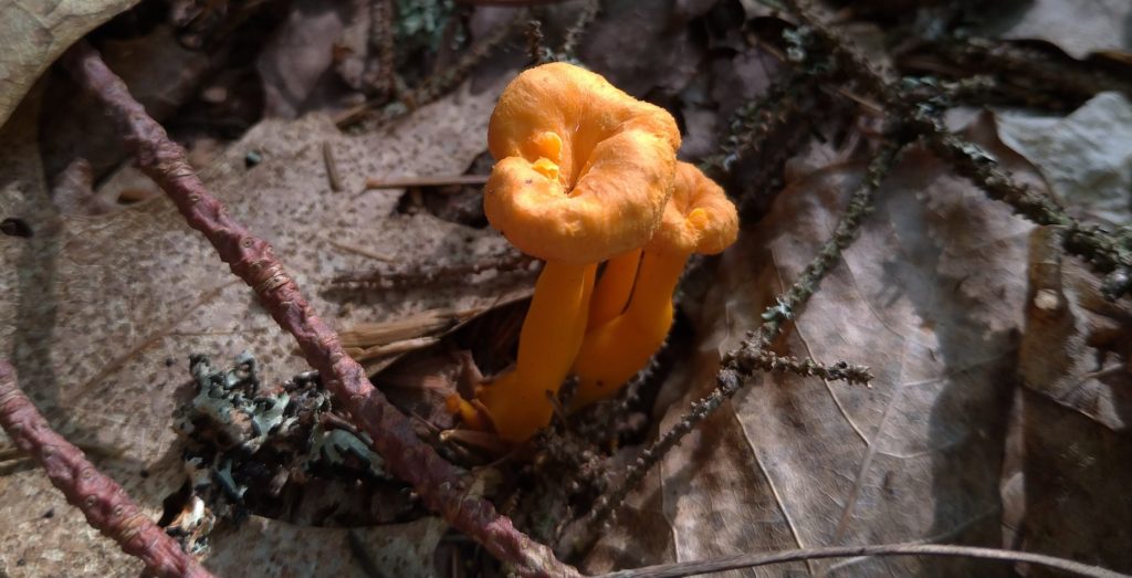 Craterellus ignicolor