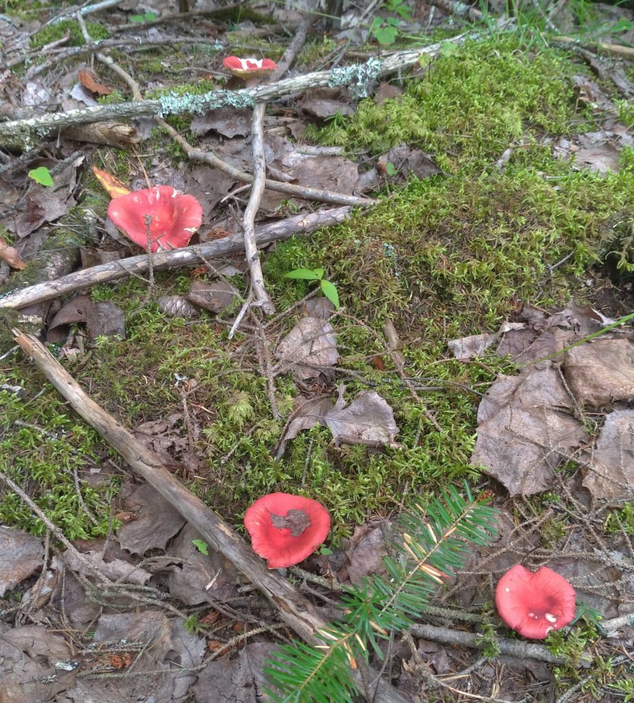 Russula sp.