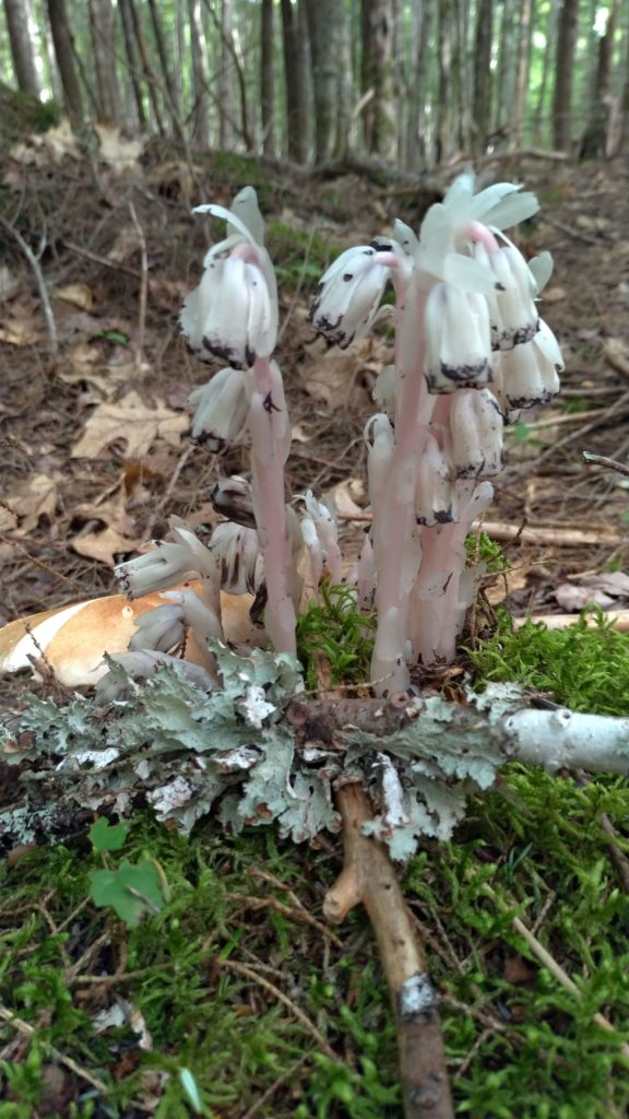 Indian pipe