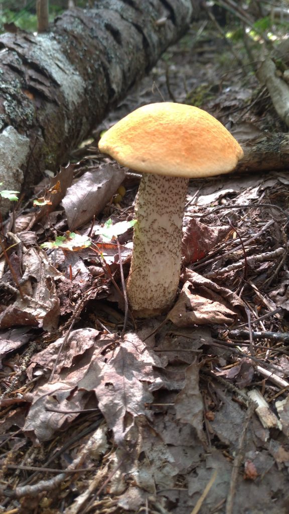 Bolete #2