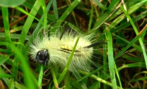 caterpillar