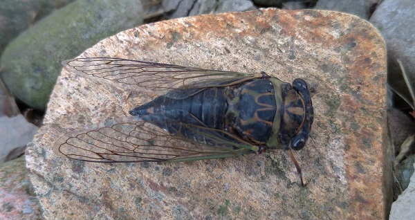 cicada