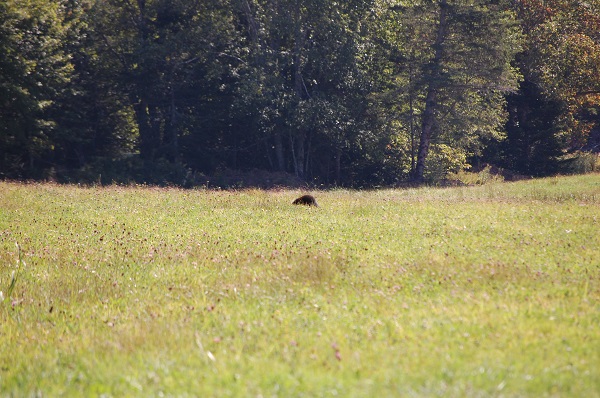 distant brown blob