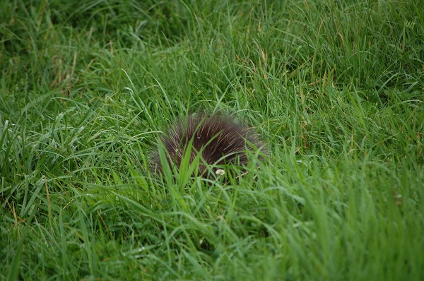 porcupine feeding.