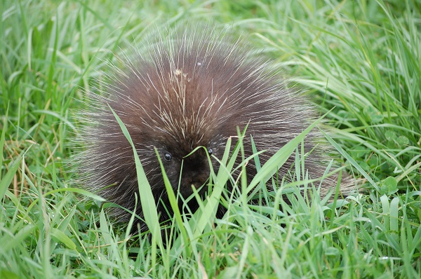 porcupine