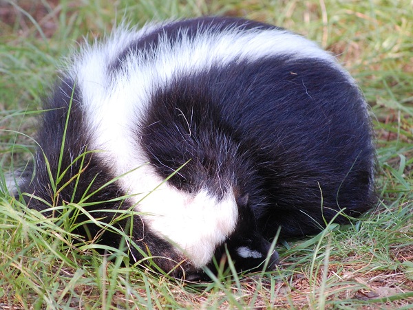 skunk