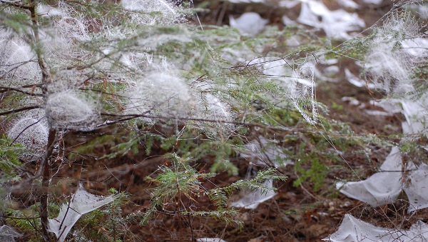 forest webs